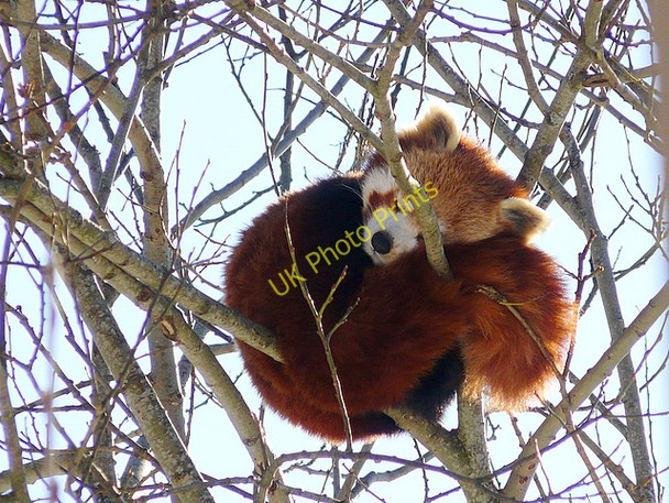 Photo 6"x4" Snoozing Red Panda, Highland Wildlife Park Balavil\/NH7902 c2009
