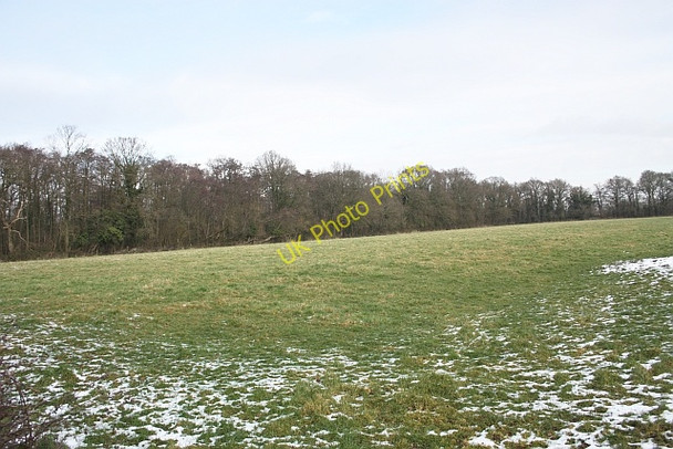 Photo 6"x4" Lower Arles Wood Blackmore End\/SO8144 c2009