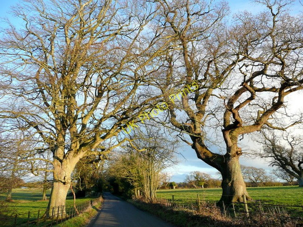 Photo 6"x4" Oaks by Holme Lane East Holme c2009