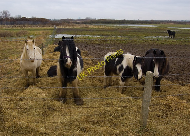 Photo 6"x4" Fields at High Bransholme Swine c2009