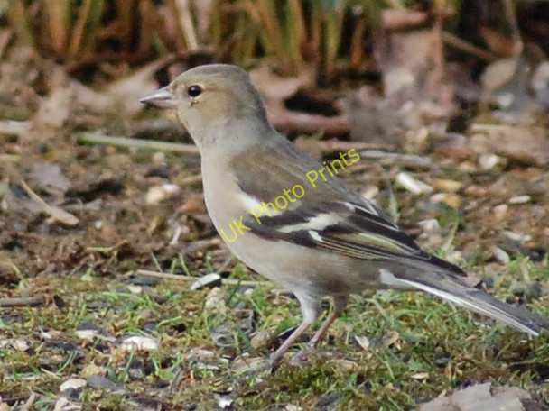 Photo 6"x4" Female Chaffinch Rockford\/SU1508 c2009