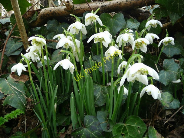 Photo 6"x4" Galanthus nivalis f. pleniflorus 1 Kingstone\/SO6324 c2009