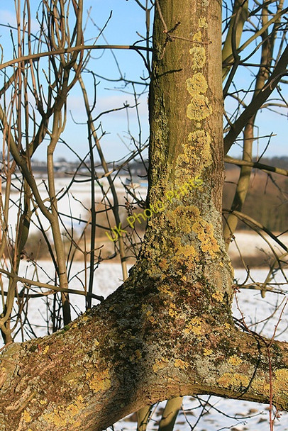 Photo 6"x4" Lichen Covered Branch Strelley c2009