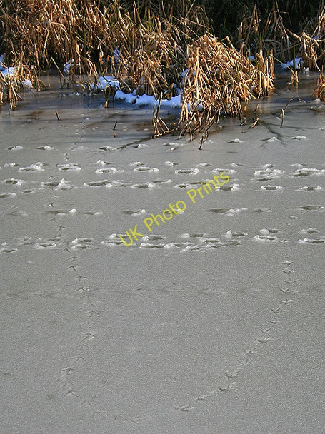 Photo 6"x4" The Moorhen Is For Turning Ilkeston c2009