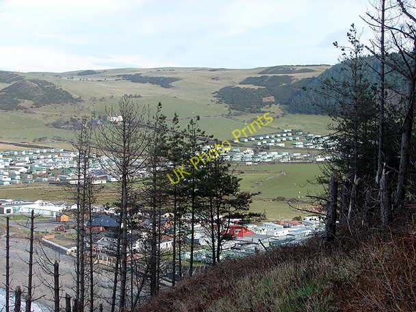 Photo 6"x4" Fir trees above Clarach Aberystwyth c2009
