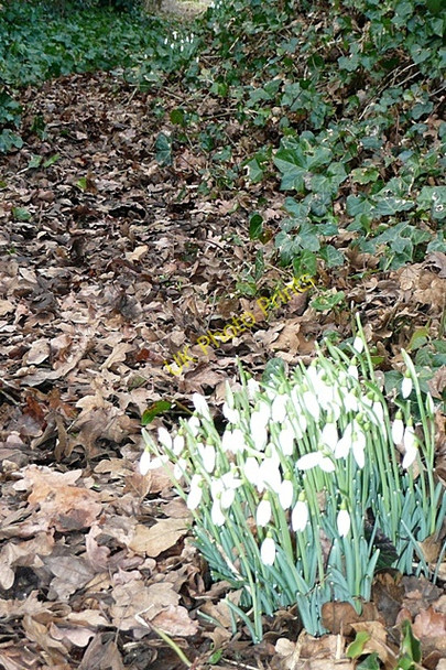 Photo 6"x4" Snowdrops at Ladygrove Farm Goring Heath c2009