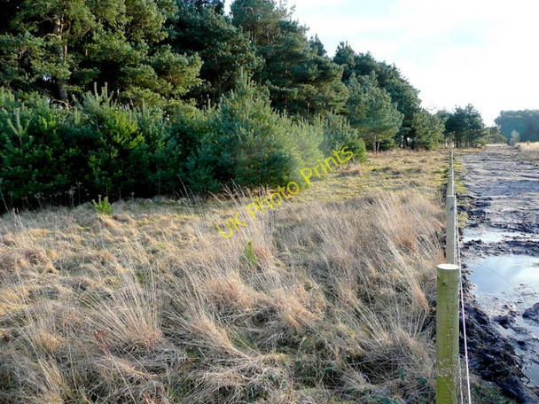 Photo 6"x4" Purbeck Heathland 2 Creech c2009