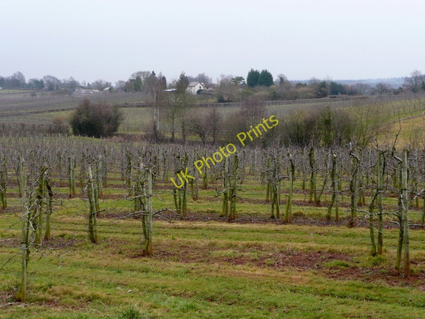 Photo 6"x4" Orchards at Beavan's Hill 2 Beavan's Hill c2009