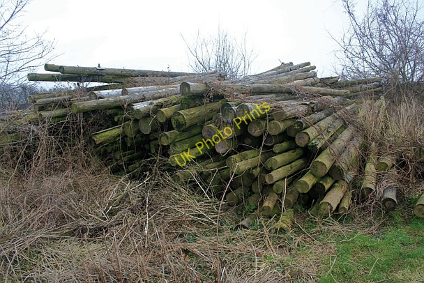 Photo 6"x4" Old hop poles Staplow c2009