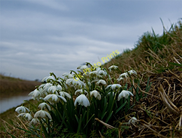 Photo 6"x4" Monk Dike snowdrops, near Long Riston Routh c2009
