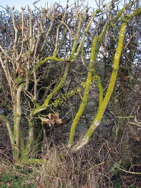 Photo 6"x4" Lichen-covered branches Coltishall c2009