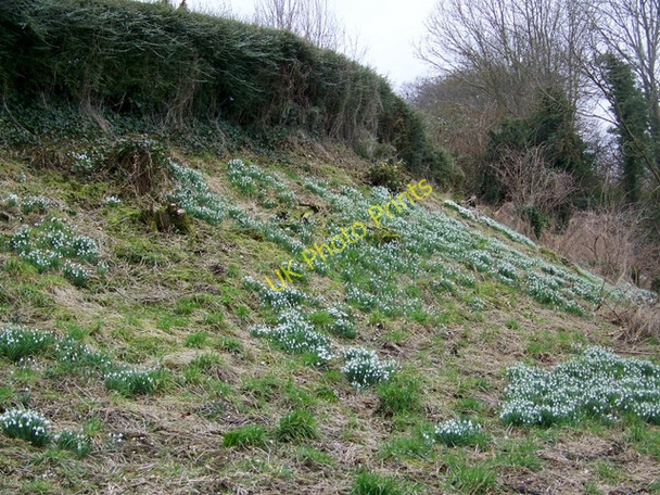Photo 6"x4" Snowdrops, Stratfod Tony Stratford Tony c2009