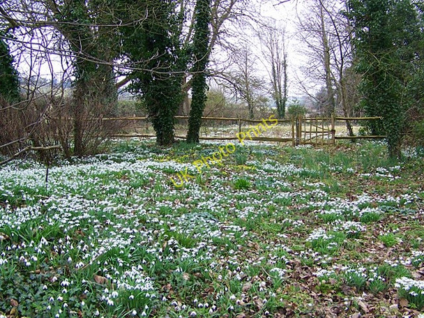 Photo 6"x4" Snowdrops, Homington Homington c2009