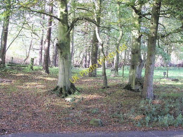 Photo 6"x4" Rashwood near Mountjoy Mountjoy\/H4277 c2005