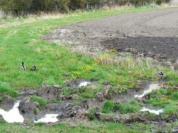 Photo 6"x4" Field margin south of Marten Marten c2009