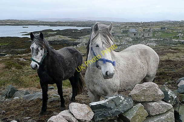 Photo 6"x4" Connemara ponies at Leitir Meall\u00c3\u00a1in (Lettermullan) Lettermullan c2009