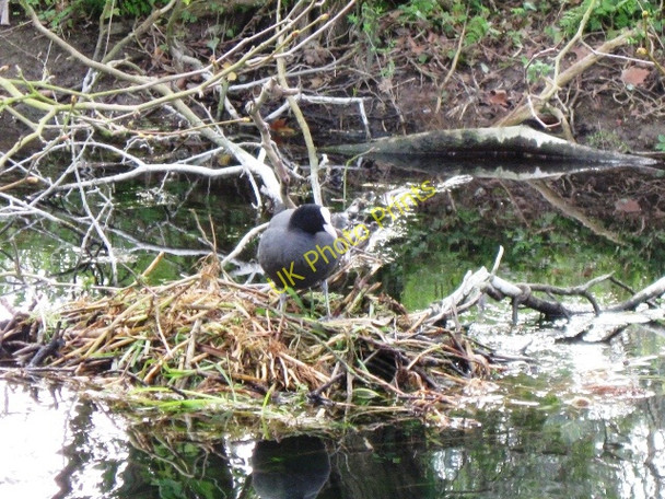 Photo 6"x4" Coot on a nest in the canal at Halton Wendover c2009