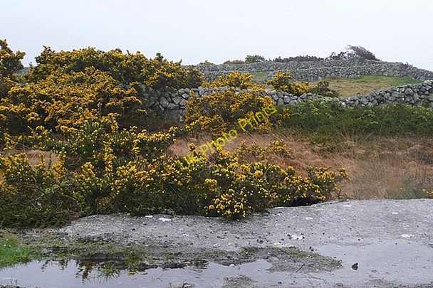 Photo 6"x4" Leitir M\u00c3\u00b3ir (Lettermore) gorse Lettermore\/L8928 c2009