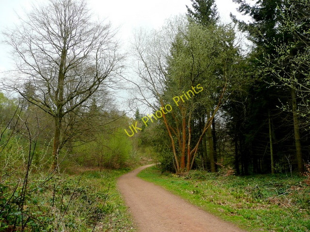 Photo 6"x4" Dymock Forest in spring Gorsley Common c2009