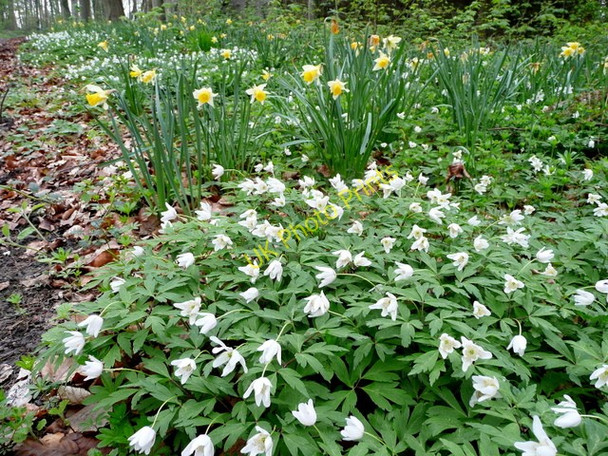 Photo 6"x4" Daffodils and Wood Anemones Four Oaks\/SO6928 c2009