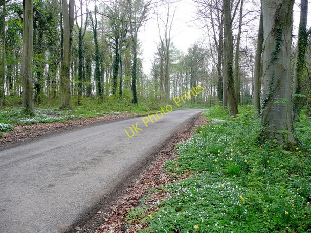 Photo 6"x4" Road through Dymock Forest Kempley c2009
