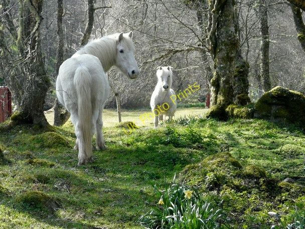 Photo 6"x4" Ponies at Craggie. Daviot\/NH7239 c2009