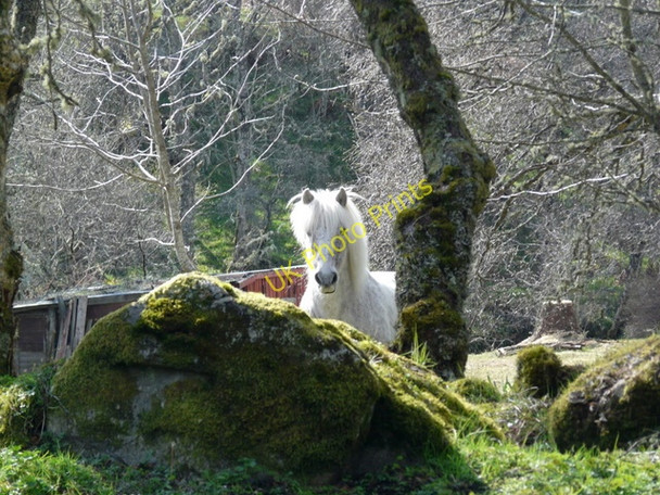 Photo 6"x4" Shy pony near Craggie House. Daviot\/NH7239 c2009