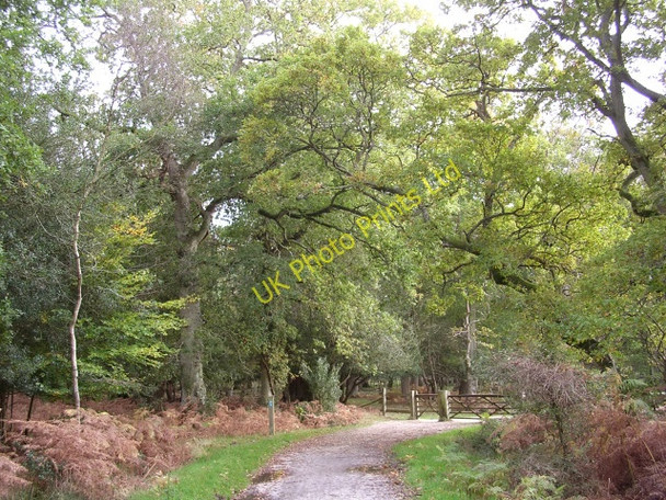 Photo 6"x4" Cycle path leaving the Hursthill Inclosure, New Forest Bank\/SU2807 c2005