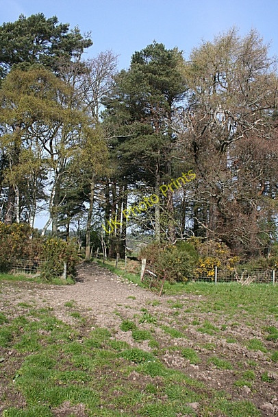 Photo 6"x4" Field Entrance Inchberry\/NJ3155 c2009