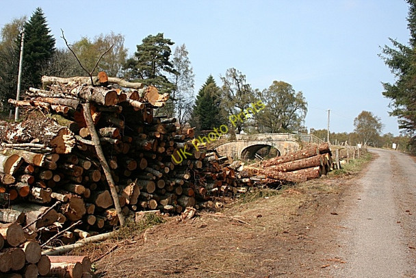 Photo 6"x4" Log Piles Inchberry\/NJ3155 c2009