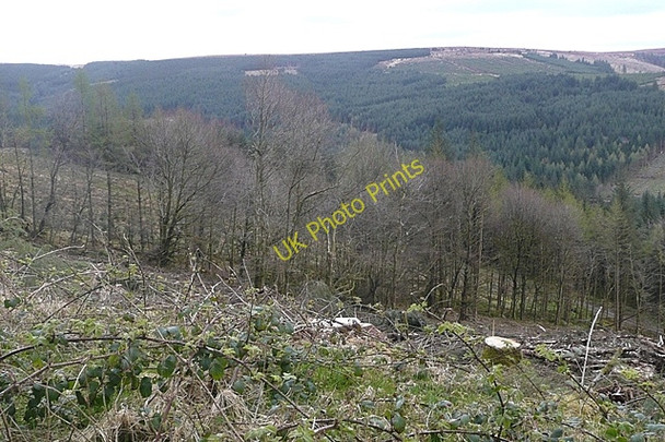 Photo 6"x4" Forestry in the Slieve Bloom mountains Camross c2009
