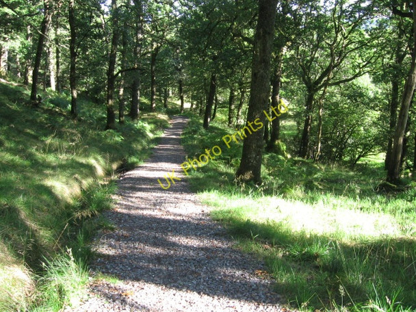 Photo 6"x4" Woodland Trust path near Glen Finglas car park Brig o' Turk c2007