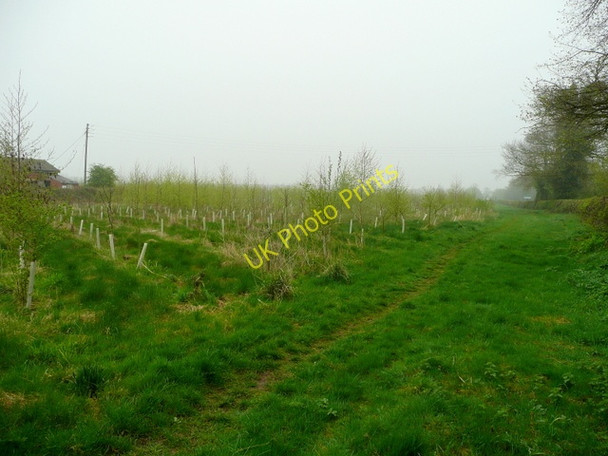 Photo 6"x4" Ludlam Wood, west of Heather Heather c2009