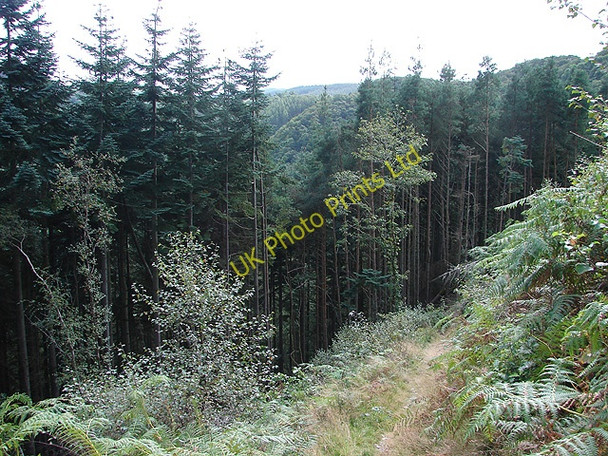 Photo 6"x4" Path in the Rheidol Valley Devil's Bridge\/Pontarfynach c2007