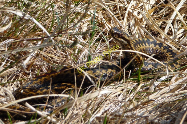 Photo 6"x4" Sunbathing adder Tormore\/NG6101 c2009
