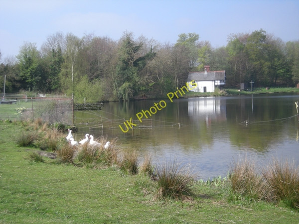Photo 6"x4" A small corner of Cole Mere Colemere c2009