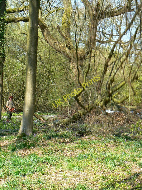 Photo 6"x4" Tree felling, Cobham Frith (4) Chisbury\/SU2766 c2009
