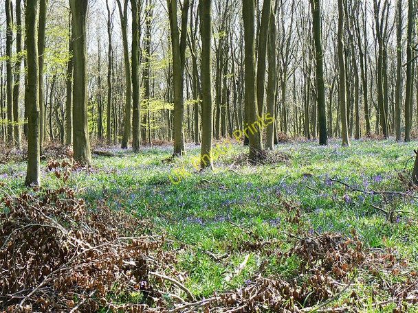 Photo 6"x4" Cobham Frith, near Marlborough Chisbury\/SU2766 c2009