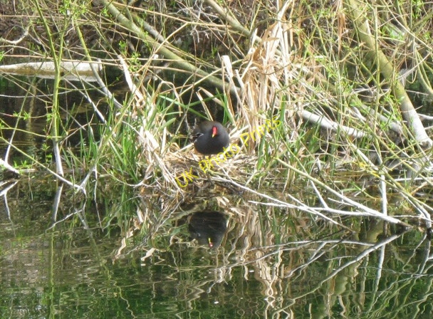 Photo 6"x4" Moorhen on its nest on the Wendover Arm Wendover c2009
