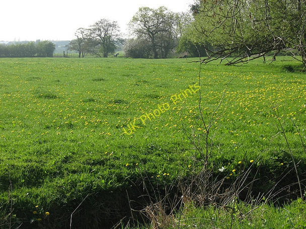 Photo 6"x4" Field at Briarpool, with dandelions Middlewich c2009
