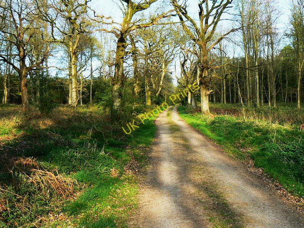 Photo 6"x4" Track in East Croft Coppice Axford\/SU2369 c2009