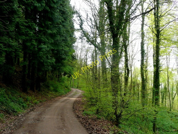 Photo 6"x4" Penyard Park Woods 2 Ross-on-Wye c2009