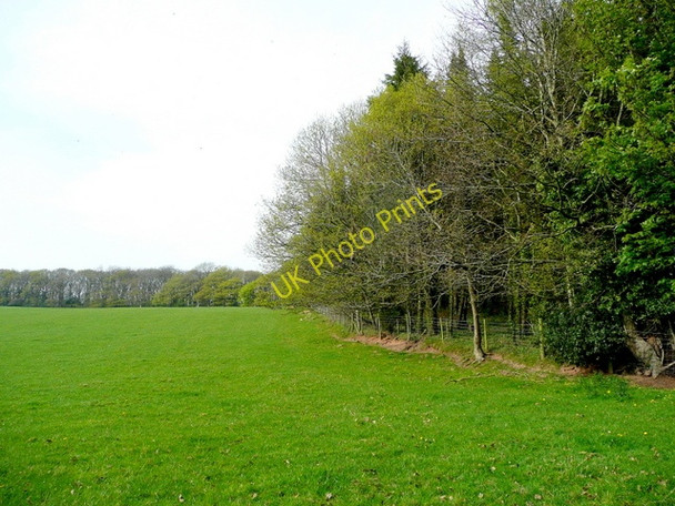 Photo 6"x4" Penyard Park Woods 4 Ross-on-Wye c2009