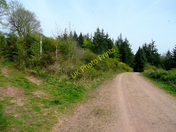 Photo 6"x4" Track and footpath in Penyard Park Ross-on-Wye c2009