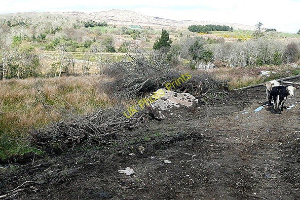Photo 6"x4" Eochaire (Oghery) Moycullen c2009