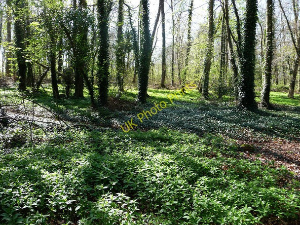 Photo 6"x4" From the Wayfarer's Walk near Hambledon Hambledon\/SU6414 c2009