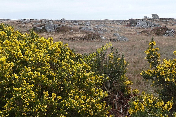 Photo 6"x4" Seanadh Gharr\u00c3\u00a1in (Shannagurraun) Spiddle c2009