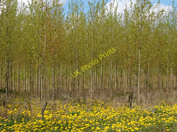 Photo 6"x4" Dandelions in plantation, Lower Fields, Napton Chapel Green\/SP4660 c2009