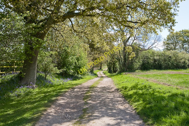 Photo 6"x4" Castle Farm Lane Crockerhill\/SU5709 c2009