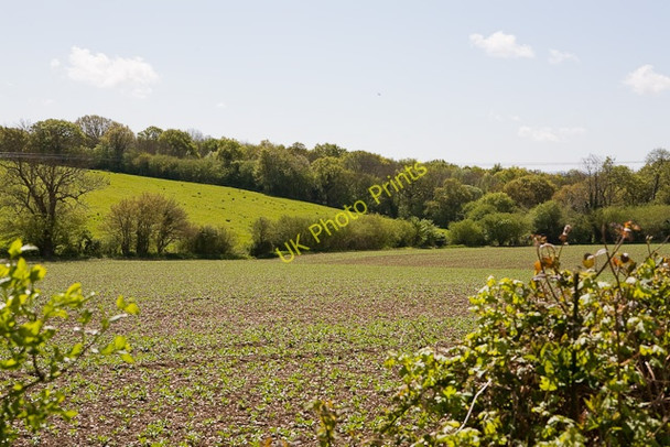 Photo 6"x4" Fields and Carpenters Copse Crockerhill\/SU5709 c2009